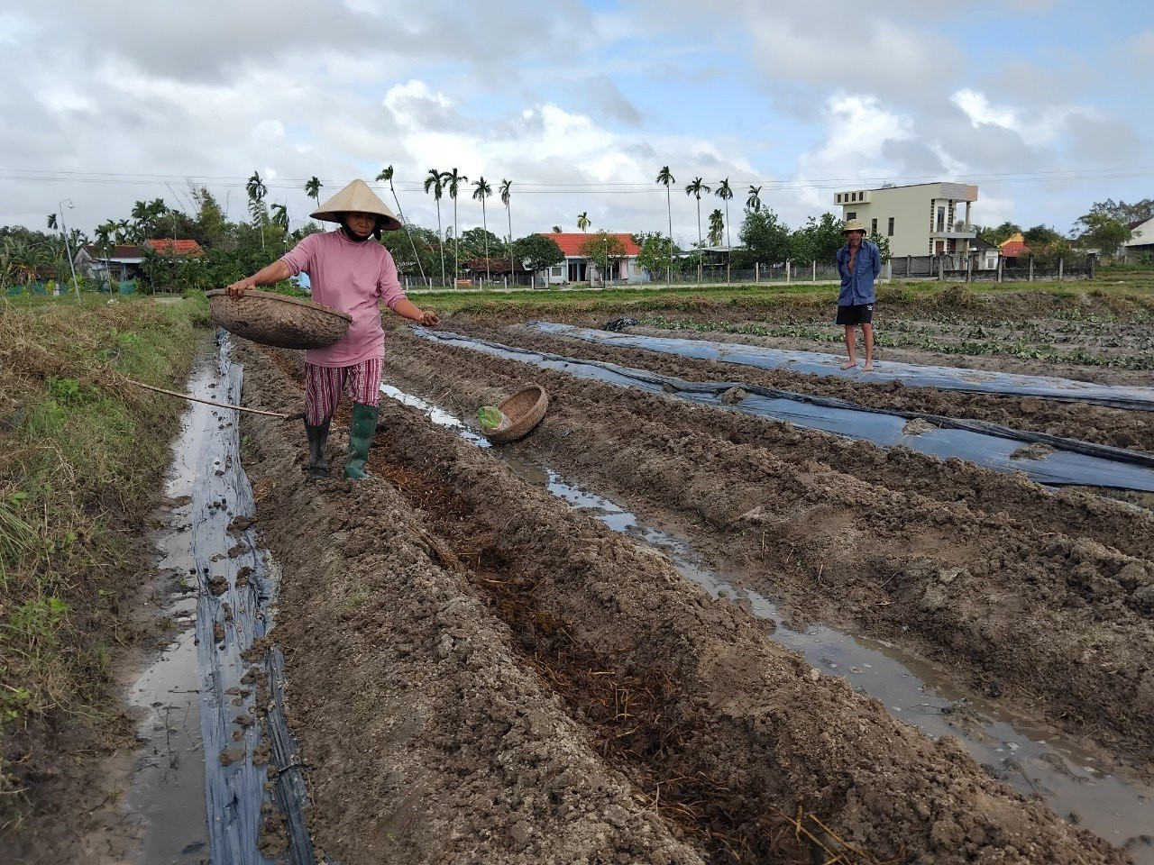 Nông dân kết hợp 2 loại phân để bón cho cây trồng