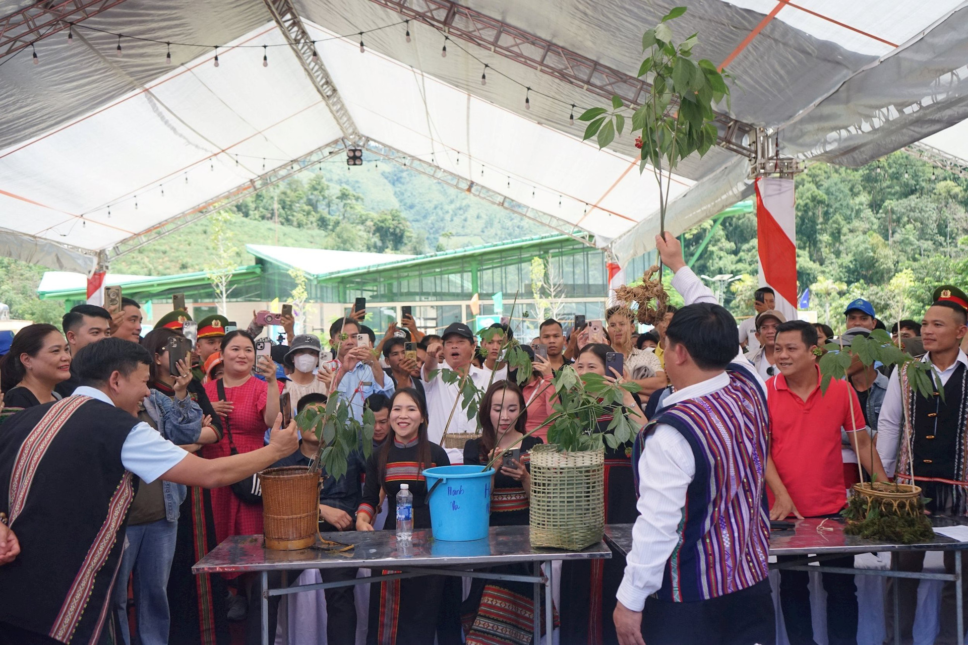 dau gia sam ngoc linh