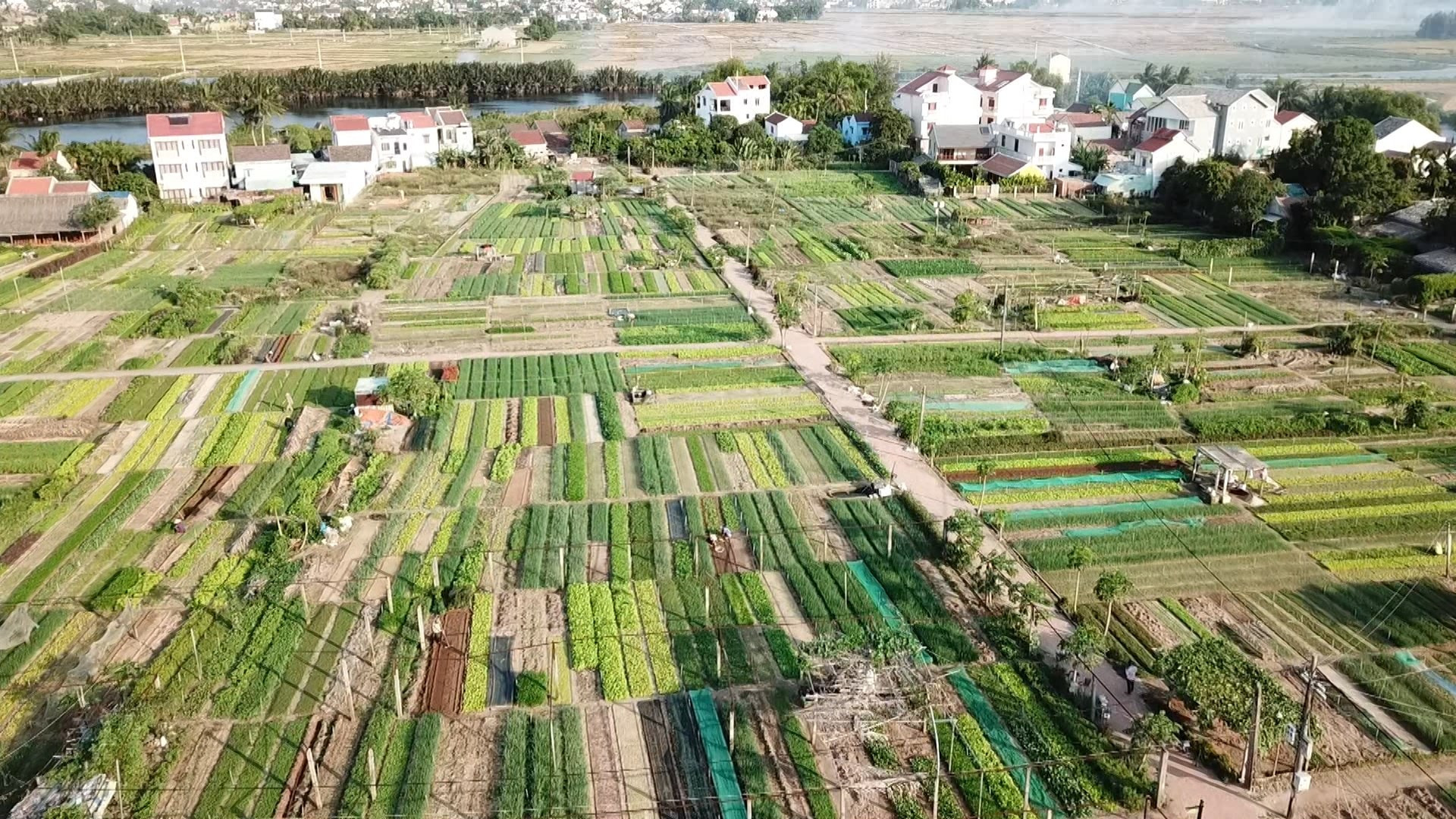 Quy định đơn giá bồi thường thiệt hại đối với cây trồng, vật nuôi khi Nhà nước thu hồi đất trên địa bàn tỉnh Quảng Nam 