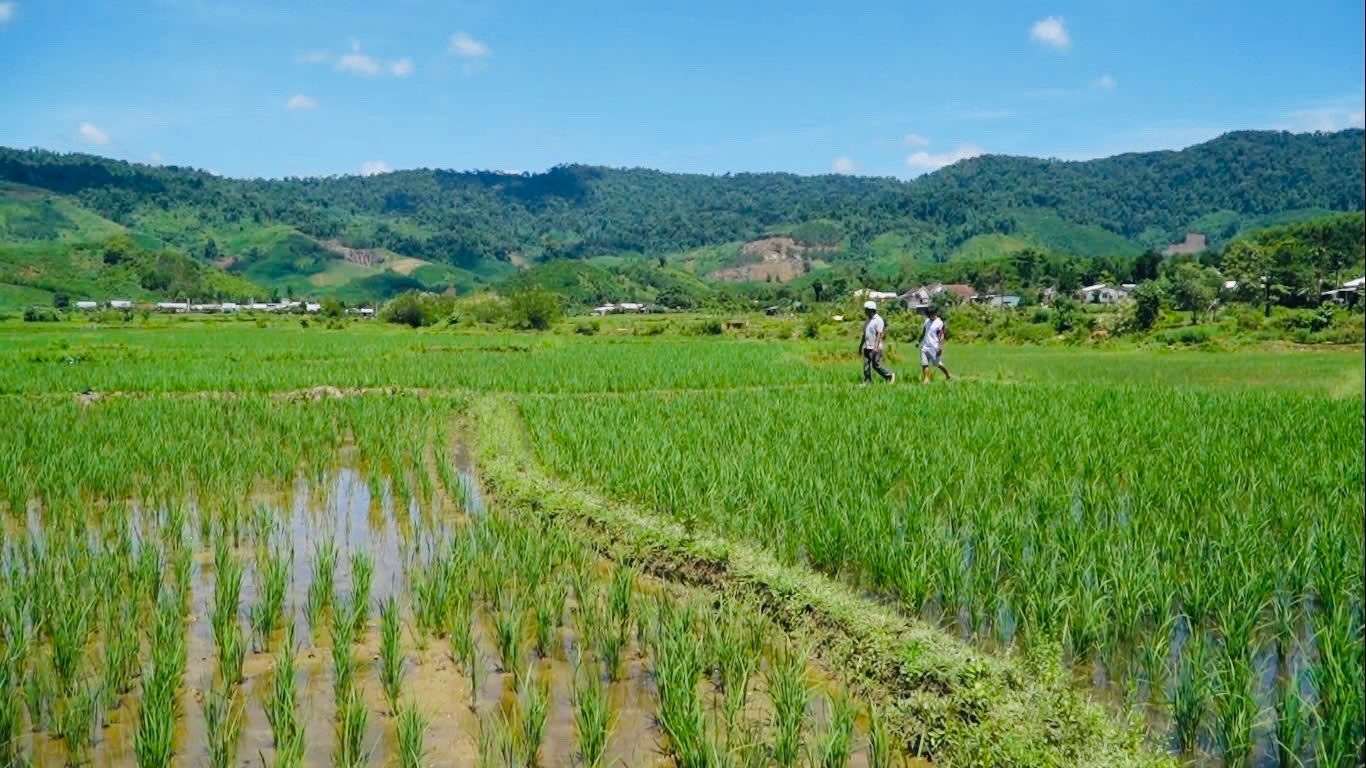 LUA HUU CO PHUOC NANG