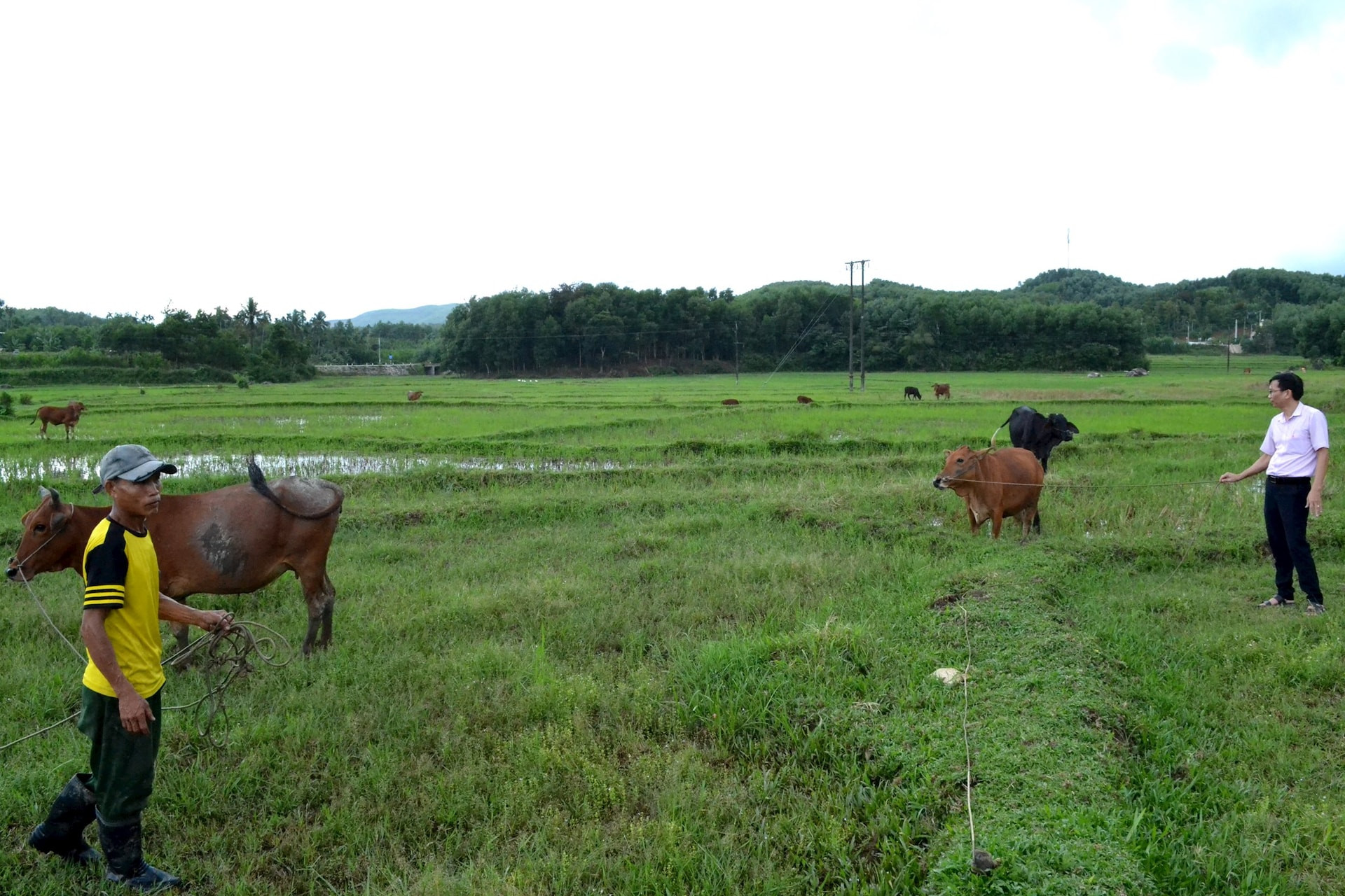 Tiếp cận tín dụng chính sách giúp người dân mở rộng quy mô chăn nuôi