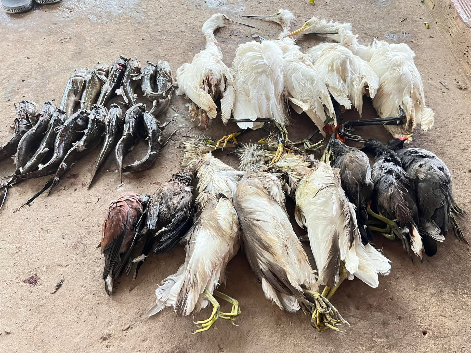 hang-trieu-ca-the-chim-hoang-da-dang-bi-tan-diet-de-phuc-vu-nhu-cau-tieu-thu-anh-minh-hoa-env-.jpg