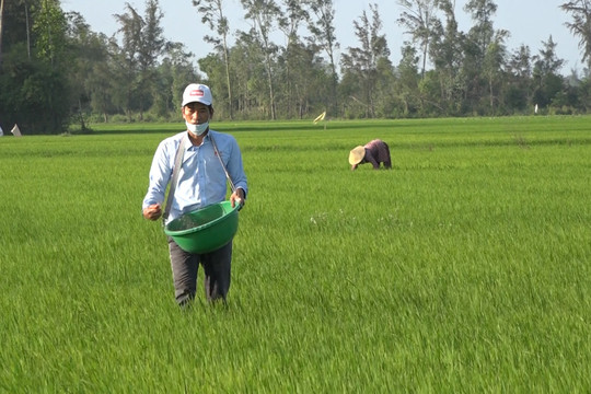 Nông dân Thăng Bình chăm sóc lúa đông xuân