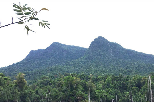 Hạt Kiểm lâm Nông Sơn phối hợp lực lượng chuyên trách tổ chức 607 đợt tuần tra bảo vệ rừng