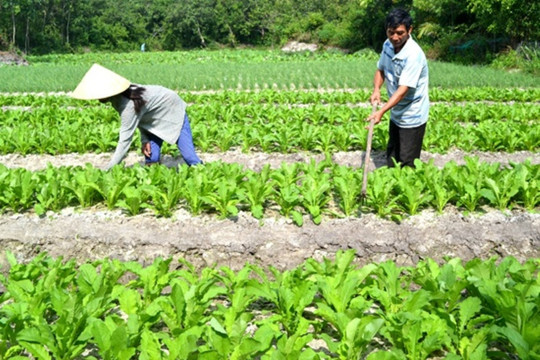 Bình Sa sau nửa nhiệm kỳ thực hiện Nghị quyết Đại hội Đảng bộ xã lần thứ XIV