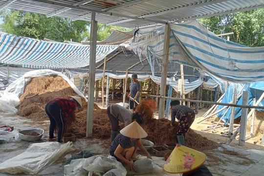 Hiệu quả từ mô hình trồng nấm rơm