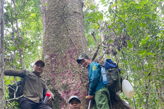Xây dựng Đề án Quy định mức chi hỗ trợ công tác quản lý, bảo vệ rừng tự nhiên ngoài lưu vực thủy điện trên địa bàn tỉnh giai đoạn 2023-2025