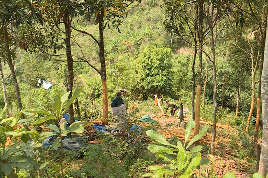 Thu nhập bình quân đầu người huyện Bắc Trà My đạt hơn 23 triệu đồng/năm.