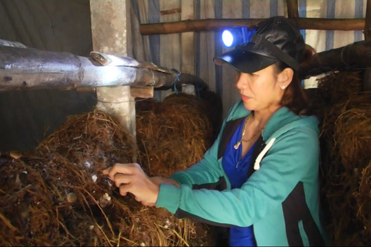 Trồng nấm rơm cho hiệu quả kinh tế cao