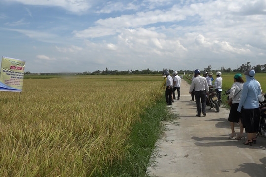 Hội thảo mô hình ứng dụng liên kết sản xuất lúa giống xác nhận