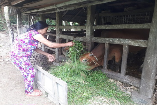 Hiệu quả từ mô hình Tổ góp vốn quay vòng ở xã Bình Trị