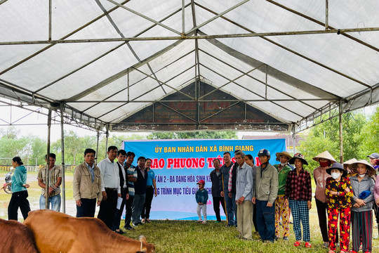 Xã Bình Giang: Tổ chức bàn giao bò giống sinh sản Dự án đa dạng hóa sinh kế, phát triển mô hình giảm nghèo