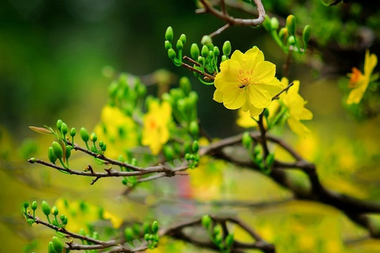 Mùa xuân qua cửa