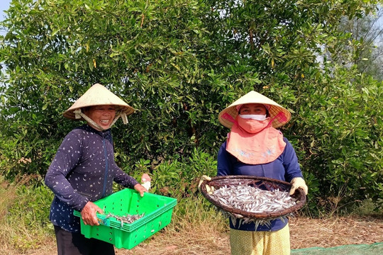 Ngư dân Bình Minh được mùa cá cơm