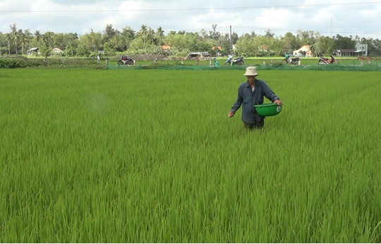Nông dân Thăng Bình chăm sóc lúa Đông Xuân
