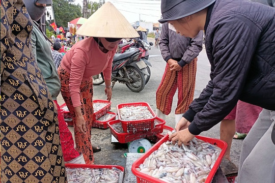 Thăng Bình tăng thêm 104ha diện tích sản xuất lúa vụ đông xuân