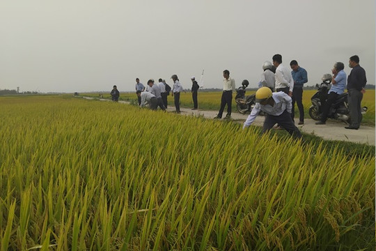 Hội thảo đánh giá chuỗi liên kết sản xuất lúa thương phẩm