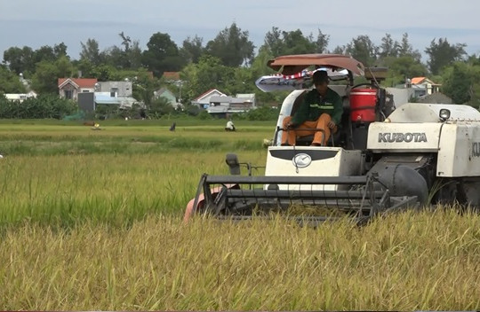 Tập trung thu hoạch lúa vụ đông xuân