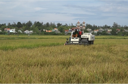 Thăng Bình được mùa lúa đông xuân
