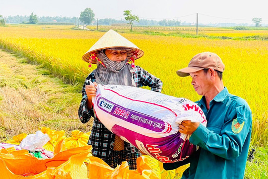 Bình Giang: Năng suất lúa vụ Đông Xuân đạt khoảng 65 đến 70 tạ/ha