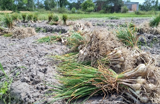 Nông dân Bình Phục thu hoạch kiệu giống