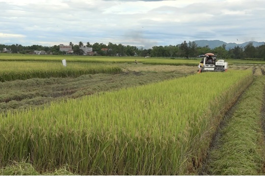 Năng suất lúa đông xuân 2023 - 2024 ở Thăng Bình đạt 62,58 tạ/ha