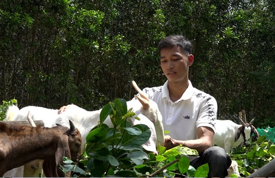 Nông dân Thăng Bình nâng cao thu nhập nhờ một Nghị quyết hỗ trợ nông nghiệp