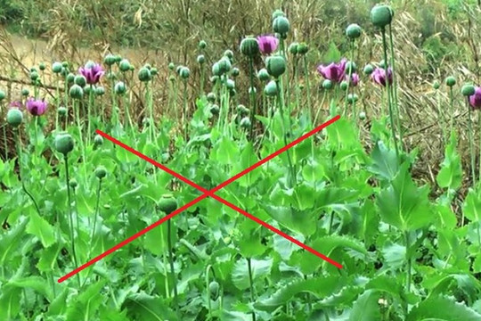 Ma túy và những điều cần biết “Nói không với ma túy, không dùng thử dù chỉ một lần”