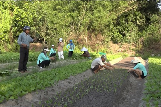 Người cao tuổi giúp nhau trồng rau