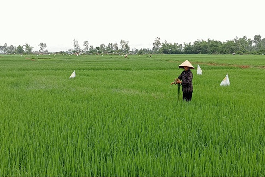 Nông dân Thăng Bình chăm sóc lúa hè thu