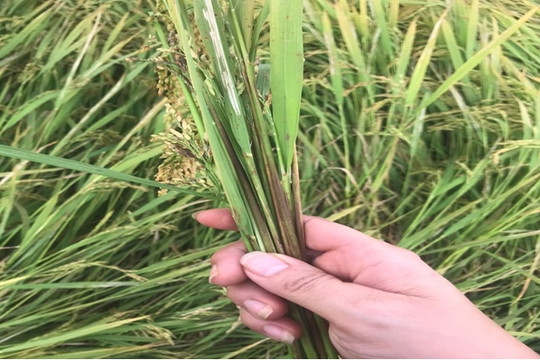 Nhận biết và phòng trừ nhện gié gây hại lúa hè thu 2024