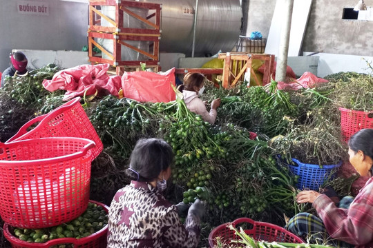 Nông dân phấn khởi nhờ giá cau tăng cao