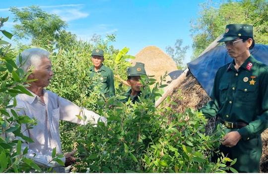 Hội Cựu chiến binh xã Bình Sa tổ chức cho hội viên tham quan học tập 2 mô hình trồng cây dược liệu tràm gió