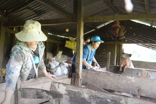 Phước Sơn: Mô hình nuôi heo đen theo nhóm hộ mang lại hiệu quả cao