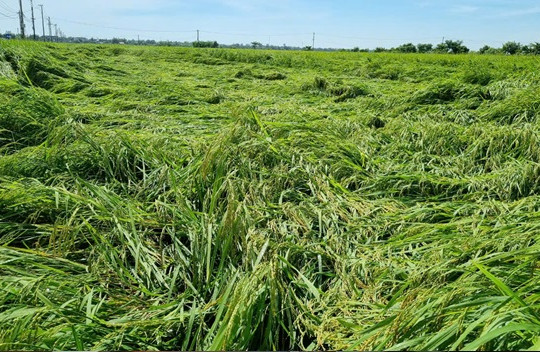 Nhiều diện tích lúa hè thu ở Thăng Bình bị ngã đổ do mưa lớn