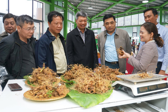 Đến năm 2030, Quảng Nam phấn đấu tổng sản lượng Sâm Ngọc Linh đạt khoảng 100 tấn sâm củ trên 5 năm tuổi/năm