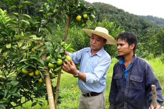Thanh niên Cơ Tu thoát nghèo từ cây cam