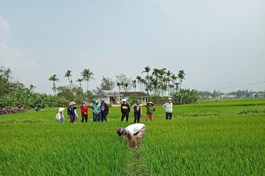 Bình Đào: Hiệu quả từ xây dựng mô hình “Tích tụ, tập trung ruộng đất và liên kết sản xuất”