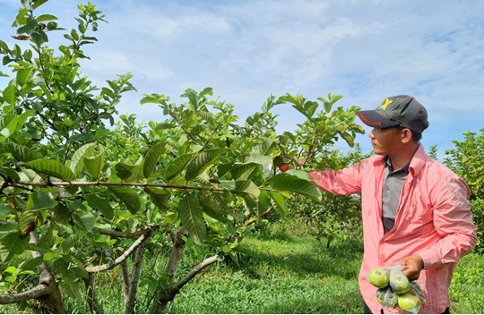 Đưa mô hình trồng cây ăn quả kiểu Nam Bộ về quê