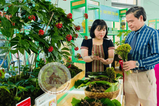 Sâm Ngọc Linh - sâm Việt Nam, kết nối giá trị và khẳng định thương hiệu Việt