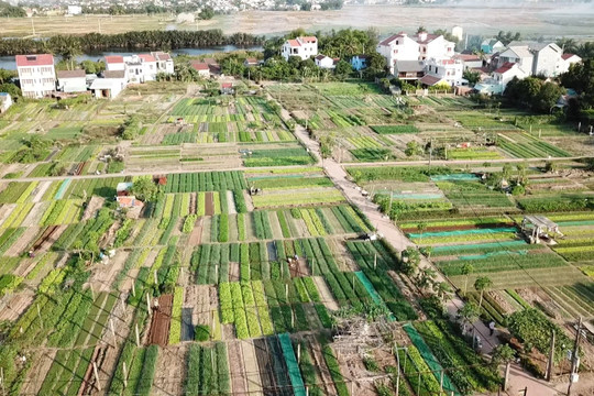 Quy định đơn giá bồi thường thiệt hại đối với cây trồng, vật nuôi khi Nhà nước thu hồi đất trên địa bàn tỉnh Quảng Nam