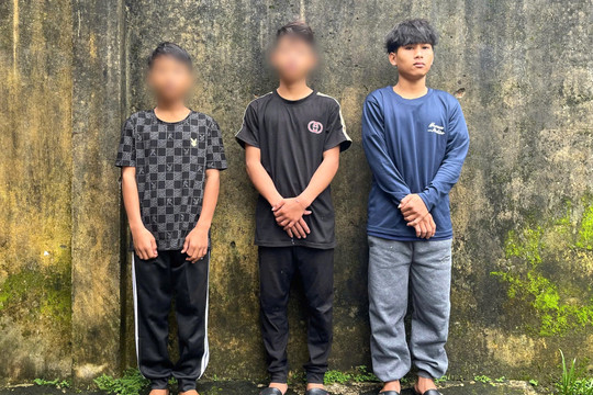 Bắt giữ 3 đối tượng nhổ trộm hơn 200 gốc sâm Ngọc Linh