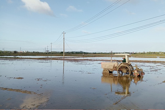 Chủ động sản xuất và chăm sóc cây trồng do ảnh hưởng của mưa lớn, rét lạnh