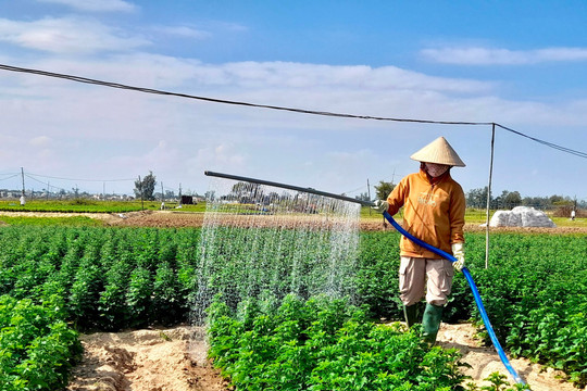 Nông dân Điện Bàn phấn khởi khi hoa cúc hòe được mùa, được giá