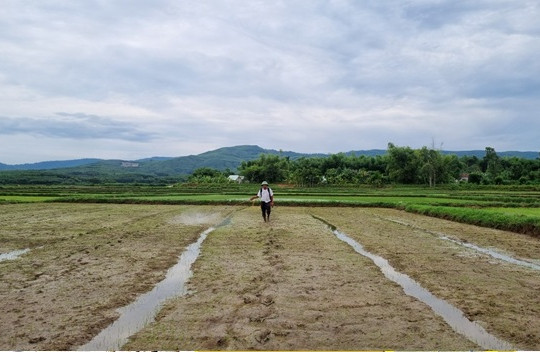 Hướng dẫn sản xuất và quản lý sinh vật gây hại cây trồng giai đoạn trước, trong và sau Tết Nguyên đán Ất Tỵ 2025
