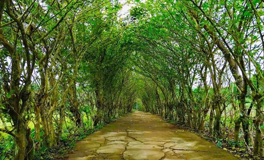 Mô hình “Vườn - Tường - Đường đẹp” của cựu chiến binh Nguyễn Văn Mỹ xã Bình Quế, huyện Thăng Bình