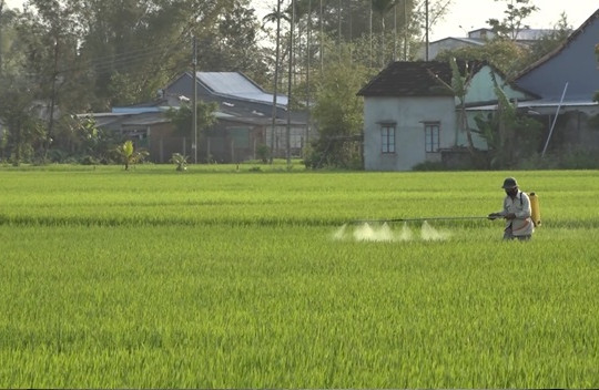 Tập trung chăm sóc và quản lý sinh vật gây hại lúa vụ đông xuân 2024 - 2025 giai đoạn đòng - trổ