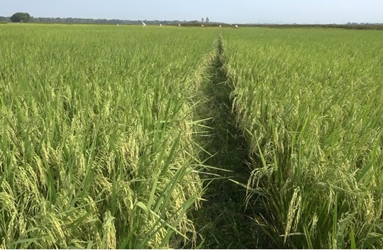 Ngày 20/4 cắt nước tưới vụ đông xuân 2024 - 2025