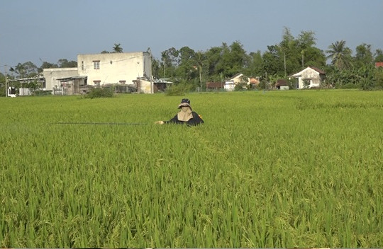 Rầy nâu gây hại 88ha lúa đông xuân ở Thăng Bình