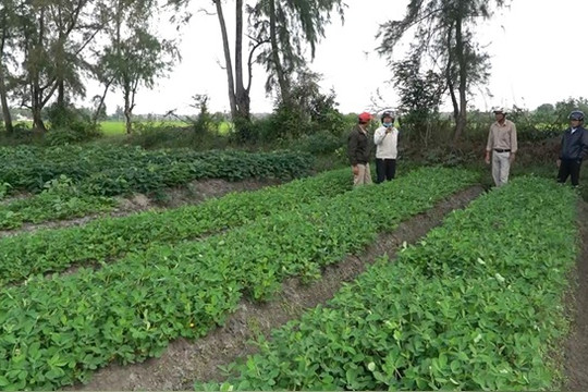 Huyện Thăng Bình cấp 5 mã số vùng trồng